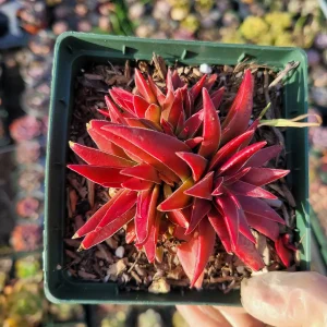 Crassula capitella 'Campfire' Succulent Live Plant - Easy Care, Red & Green Foliage - Image 8