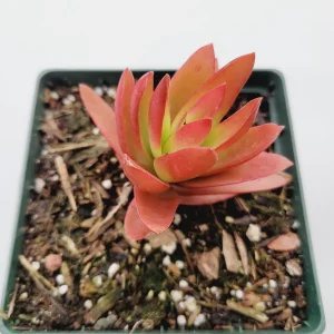 Crassula capitella 'Campfire' Succulent Plant - Live Indoor/Outdoor - Image 3