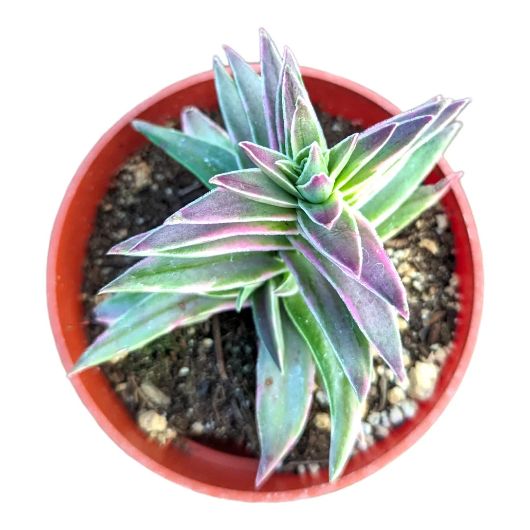 Crassula capitella 'Campfire' Variegata Succulent Live Plant - Drought Tolerant - Image 10