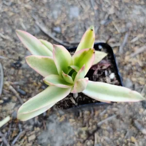Crassula capitella 'Campfire' Variegata Succulent Live Plant - Drought Tolerant - Image 5