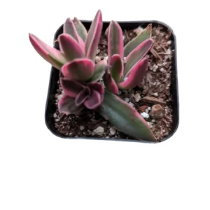 Crassula capitella 'Campfire' Variegata Succulent Live Plant - Drought Tolerant - Image 6