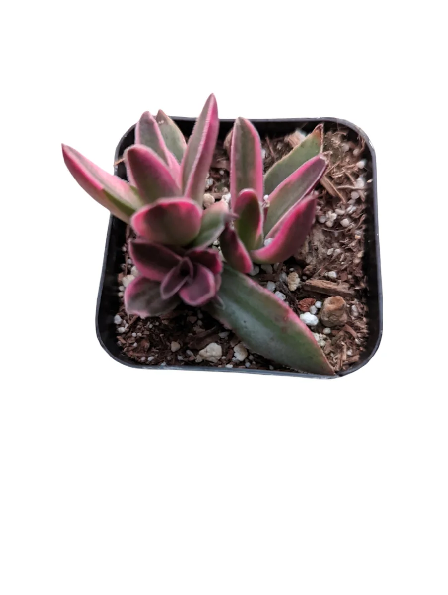 Crassula capitella 'Campfire' Variegata Succulent Live Plant - Drought Tolerant - Image 6