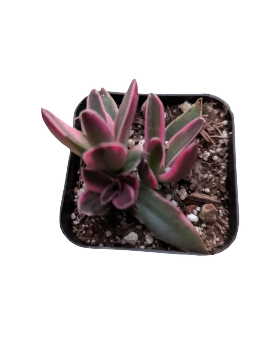 Crassula capitella 'Campfire' Variegata Succulent Live Plant - Drought Tolerant - Image 7