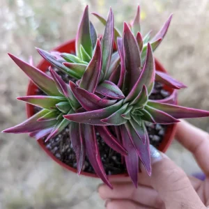 Crassula capitella 'Campfire' Variegata Succulent Live Plant - Drought Tolerant - Image 8