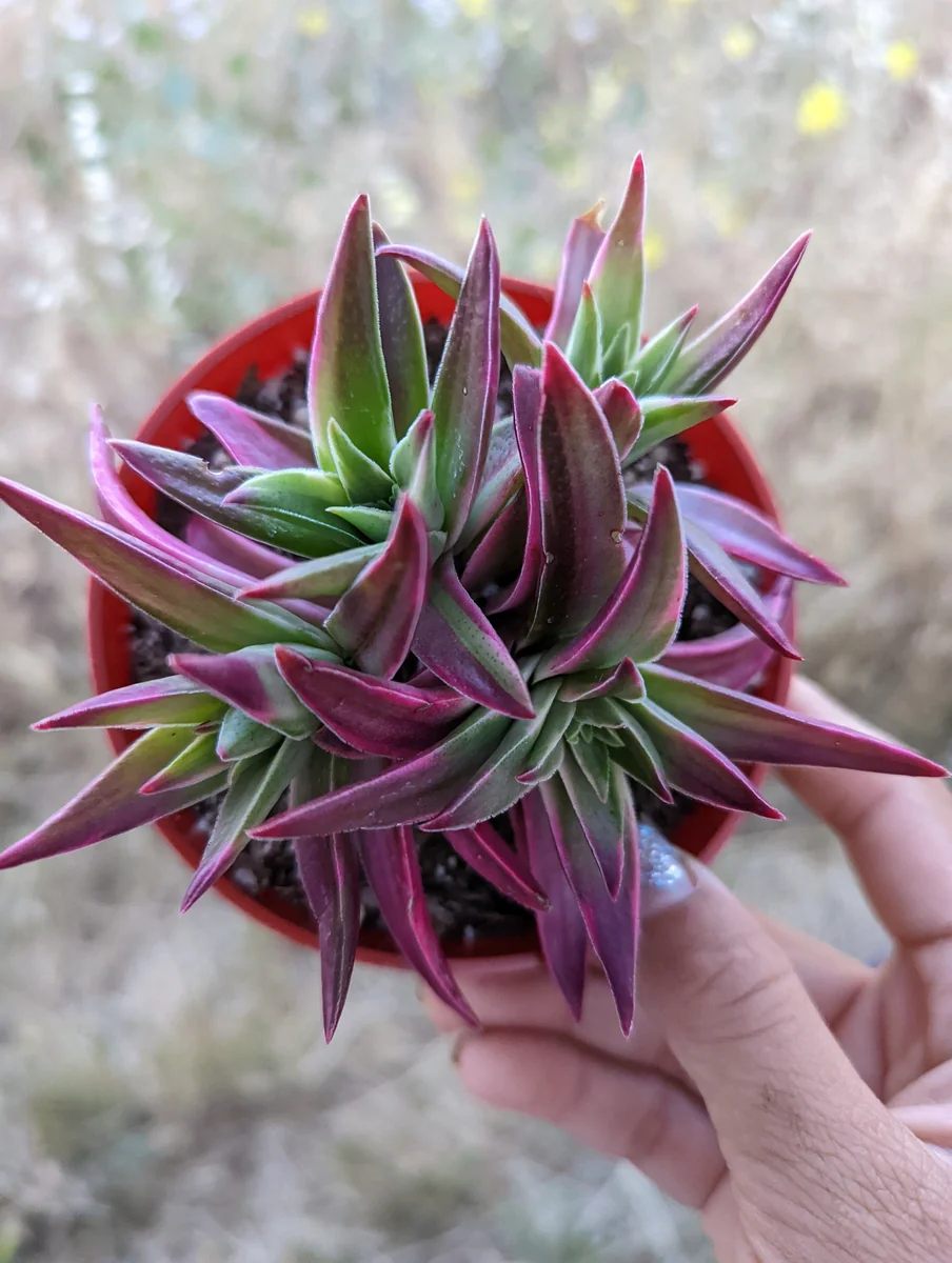 Crassula capitella 'Campfire' Variegata Succulent Live Plant - Drought Tolerant - Image 9