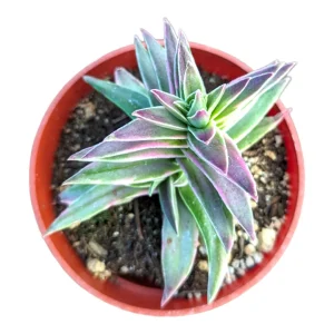 Crassula capitella 'Campfire' Variegata Succulent Plant - Live, Drought Tolerant - Image 10