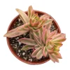 Crassula capitella 'Campfire' Variegata Succulent Plant - Live, Drought Tolerant - Image 1