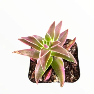 Crassula capitella 'Campfire' Variegata Succulent Plant - Live, Drought Tolerant - Image 4