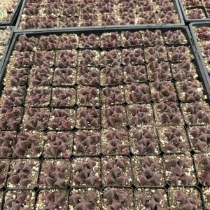 Crassula Capitella ssp. thyrsiflora Live Plant – Pagoda Village Succulent – 2in or 4in Pot - Image 2