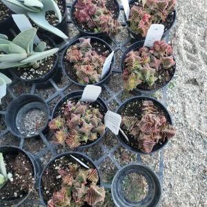 Crassula Capitella ssp. thyrsiflora Live Plant – Pagoda Village Succulent – 2in or 4in Pot - Image 3