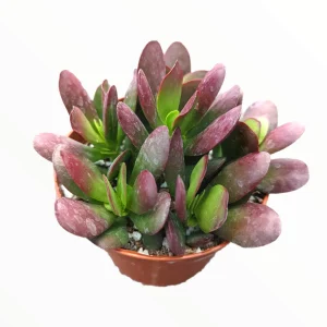 Crassula clavata Succulent Live Plant – Vibrant Purple & Red Foliage – Up to 4 Inches Tall - Image 2