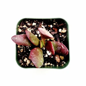 Crassula clavata Succulent Live Plant – Vibrant Purple & Red Foliage – Up to 4 Inches Tall - Image 4