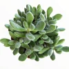 Crassula congesta 'Green Beans' Succulent Live Plant - Image 1