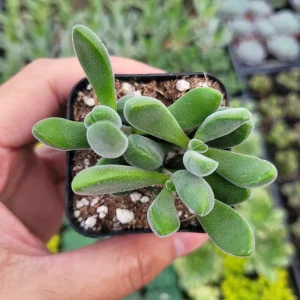 Crassula congesta 'Green Beans' Succulent Live Plant - Image 3