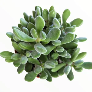 Crassula congesta 'Green Beans' Succulent Live Plant - Image 1