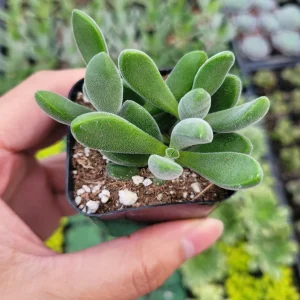 Crassula congesta 'Green Beans' Succulent Live Plant - Image 4