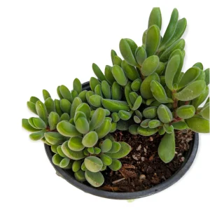 Crassula congesta 'Green Beans' Succulent Live Plant - Image 5