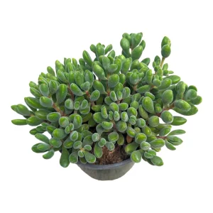 Crassula congesta 'Green Beans' Succulent Live Plant - Image 6