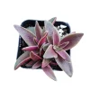 Crassula corymbulosa Shark’s Tooth Succulent Live Plant - Image 1