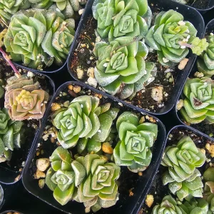 Crassula Dorothy Live Succulent Plant – 2 inch Pot – Rare Indoor Succulent - Image 3