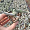 Crassula falcata 'Propeller Plant' Succulent Live Plant - Easy Care Houseplant - Image 1