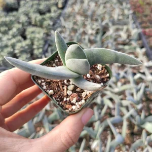 Crassula falcata 'Propeller Plant' Succulent Live Plant - Easy Care Houseplant - Image 1