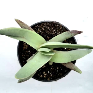 Crassula falcata 'Propeller Plant' Succulent Live Plant - Easy Care Houseplant - Image 4