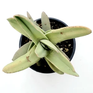 Crassula falcata 'Propeller Plant' Succulent Live Plant - Easy Care Houseplant - Image 6
