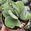 Crassula 'Fallwood' Succulent Live Plant - Drought Tolerant Crassula - Image 1