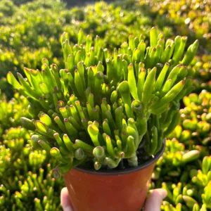 Crassula Gollum Jade Live Succulent Plant - Shrek Ear, 2