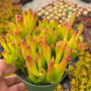 Crassula Gollum Jade Live Succulent Plant - Shrek Ear, 2" 4" 6" Pot - Image 1