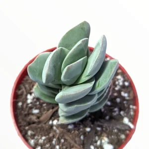 Crassula 'Ivory Tower' Succulent Plant - Live Potted Houseplant Indoor - Image 2