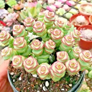 Crassula 'Jade Necklace' Succulent Seeds - 25 Seed Pack - Indoor/Outdoor - Image 1