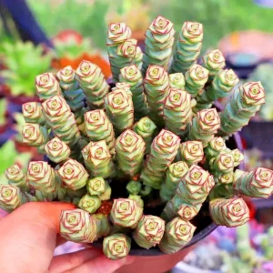 Crassula 'Jade Necklace' Succulent Seeds - 25 Seed Pack - Indoor/Outdoor - Image 2