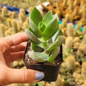 Crassula lactea Succulent Live Plant - Trailing Green Leaves - Easy Care Houseplant - Image 1