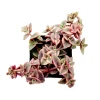 Crassula marginalis rubra Variegata 'Calico Kitten' Succulent Live Plant - Image 1