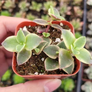 Crassula marginalis rubra Variegata 'Calico Kitten' Succulent Live Plant - Image 6
