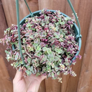 Crassula marginalis rubra Variegata 'Calico Kitten' Succulent Live Plant - Image 8