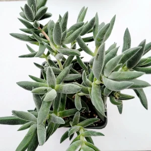 Crassula mesembryanthemoides 'Tenelli' Succulent Live Plant - Drought Tolerant - Image 10