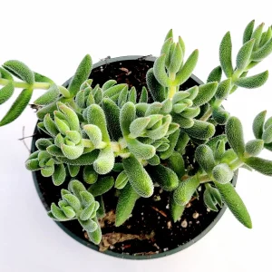 Crassula mesembryanthemoides 'Tenelli' Succulent Live Plant - Drought Tolerant - Image 6