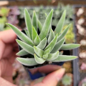 Crassula mesembryanthemoides 'Tenelli' Succulent Plant Live - Drought Tolerant - Image 2