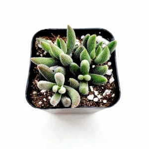 Crassula mesembryanthemoides 'Tenelli' Succulent Plant Live - Drought Tolerant - Image 3