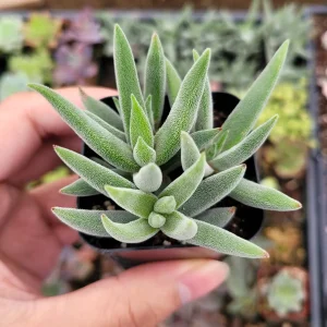 Crassula mesembryanthemoides 'Tenelli' Succulent Plant Live - Drought Tolerant - Image 1
