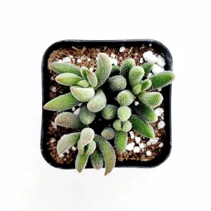 Crassula mesembryanthemoides 'Tenelli' Succulent Plant Live - Drought Tolerant - Image 4