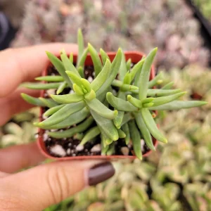 Crassula 'Miniature Pine Tree' Live Succulent Plant - Easy Care for Beginners - Image 3