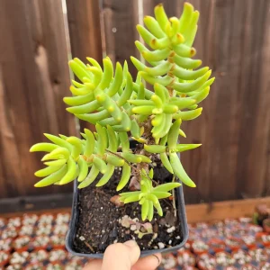 Crassula 'Miniature Pine Tree' Live Succulent Plant - Easy Care for Beginners - Image 5