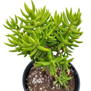 Crassula 'Miniature Pine Tree' Live Succulent Plant - Easy Care for Beginners - Image 6