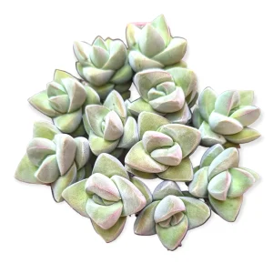 Crassula 'Moonglow' Live Succulent Plant - Unique Grey-Green Foliage - Image 5