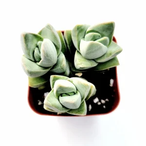 Crassula Moonglow Succulent Live Plant - Gray-Green Foliage - Potted Houseplant - Image 3