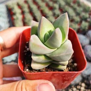 Crassula Moonglow Succulent Live Plant - Gray-Green Foliage - Potted Houseplant - Image 1